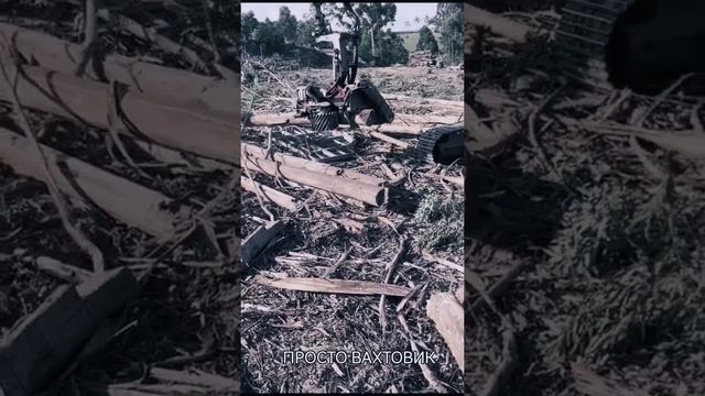 Лесозаготовка лесовозы