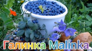 Big Big Family in the USA /Счастлива /Дети ругаются матом /Обзор /Л