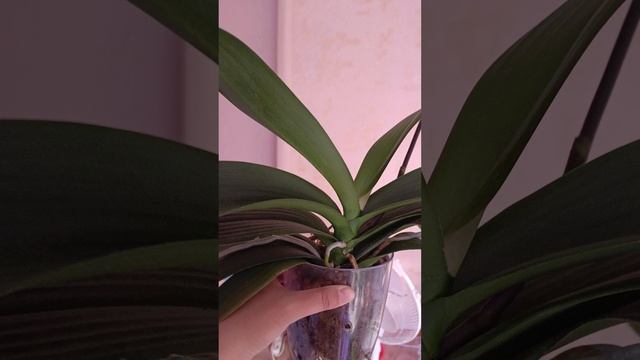 Девочки вы только посмотрите на неё а 🤗😍жирная такая мощная орхидея 😊скоро уже зацветёт !