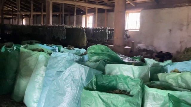 Бизнес на заготовке Веников| сколько отправил Веников за сезон| больше 300 кубов Веников смотреть онлайн