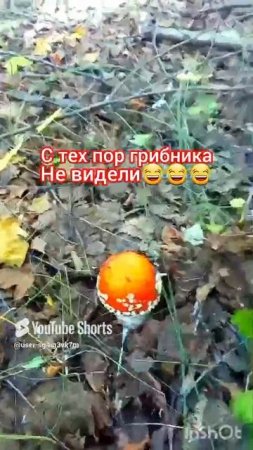 🍄Удачная🍄грибалка😂 #грибы #грибалка #природа