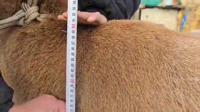 на продажу матка 4 года цена 85 т линия 80 Нижний чуй тел: смотреть онлайн