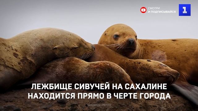 На Сахалине лежбище сивучей находится прямо в черте города Невельска