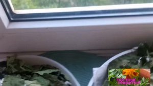 ♥️753♥️МУЛЬТИЧАЙ АРОМАТНЫЙ ИЗ ЛИСТЬЕВ ДАЧНЫХ🍵🍒💕?