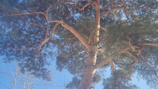 Свекровь заявила: «Дочь от первого брака пусть остаёт? смотреть онлайн