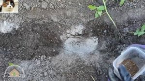 Что класть в лунку при посадке Томатов в открытый грунт