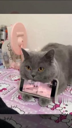 Котоподставка для телефона