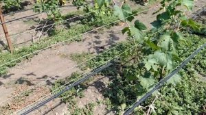 Виноградный питомник Юрия Ефименко