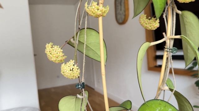 Hoya Vitellina splash. Какой у неё аромат ?! смотреть онлайн