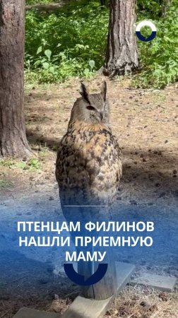 Старшая сестра филина учит малышей охотиться