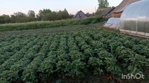 Раннее утро в деревне.
