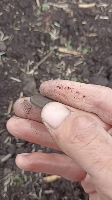 Николаевские 3 копейки! коп с xp deus! смотреть онлайн