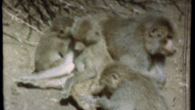 8 мм фильм "В мире обезьян" смотреть онлайн