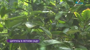 Цитрусы в Летнем саду
