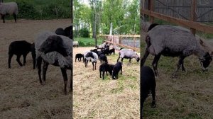 От зимней шубы к летней прохладе - как я готовлю моих овец к теплу 🌞🐏
