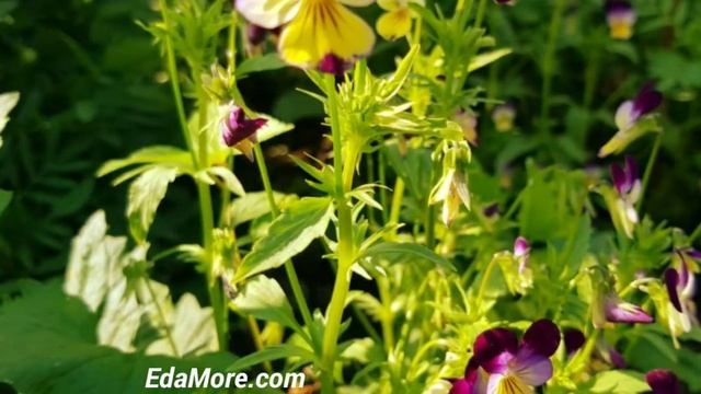 Разноцветное лето в городе видео от Petr de Cril'on смотреть онлайн