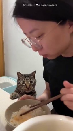 Абсолютно никакого давления_ домашние кошки смешно манипулируют хозяевами #юмор #cat #animals