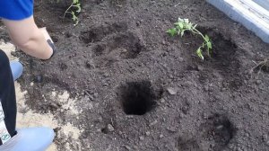 Посадка помидор под лом