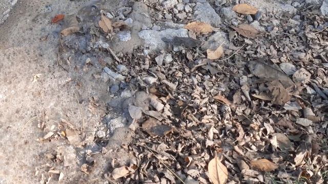 Что будет если вылить кислоту из аккумулятора!