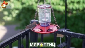 Мир птиц – красота и грация пернатых созданий Природы 🦩🦚🦜 Выпуск (163) 🦉🐦🐤