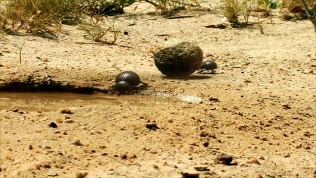 Букашки ТВ - Бой жуков-навозников