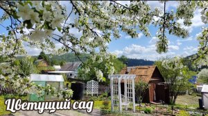 Цветущий сад под звуки саксофона