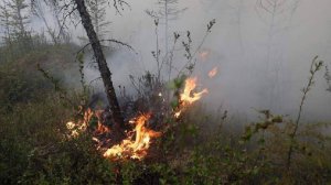 В Бурятии из-за лесного пожара эвакуировали 91 человека