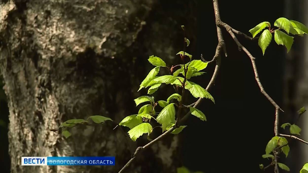 Советы по профилактике аллергии дали вологодские врачи