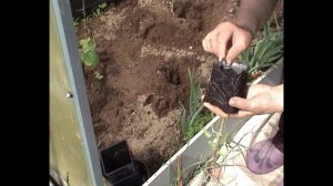 В парнике томаты и огурцы,дыни перец