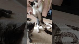 Кошачья САМБА! Энергетика ЗАШКАЛИВАЕТ! @_irichka_