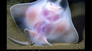 Удивительные животные, кому мать природа подарила прозрачное тело