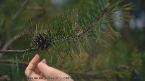 Эта мелодия повышает IQ - научно доказано! - Доктор Паранойя -- POVALISHIN DIVISION -- Запрещать Зап