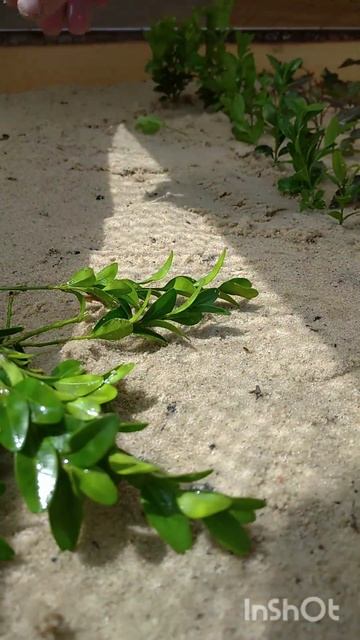 Черенкование самшита смотреть онлайн