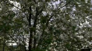 Прогулка с собачкой!