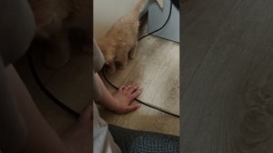 Кэт Клаб