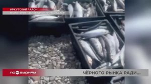 Браконьерство приобретает масштабы эпидемии в Иркутской области