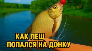 Как лещ клюнул — момент, который не забудешь!