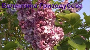 Наша сирень. Сорта и описание