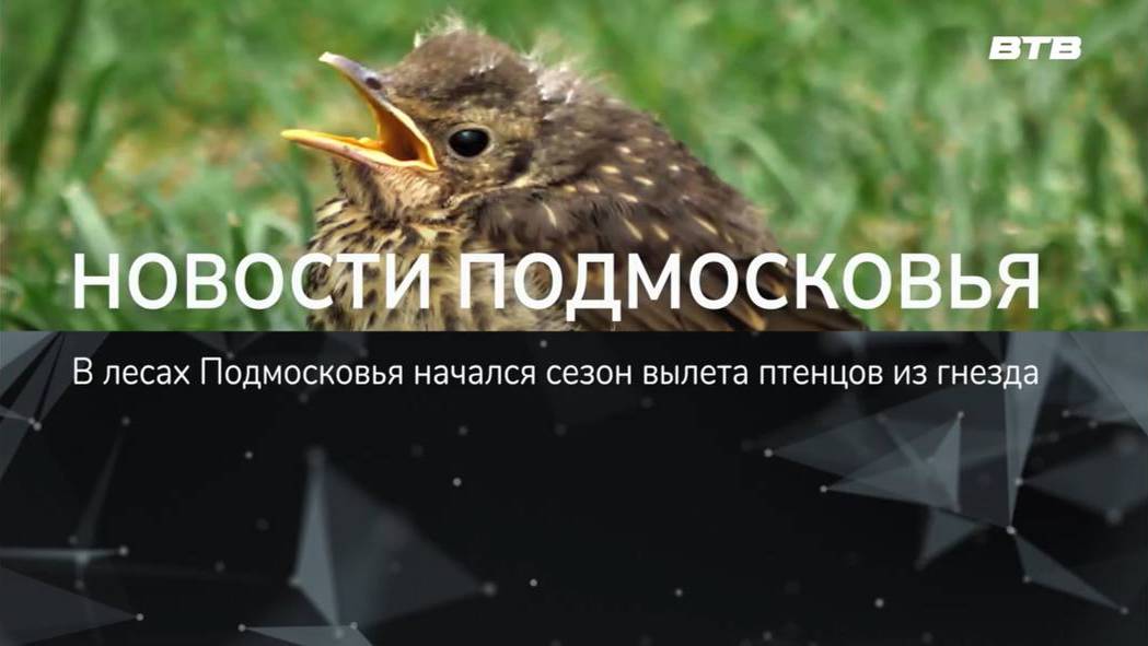НОВОСТИ ПОДМОСКОВЬЯ