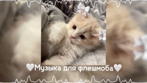 🤍Музыка для флешмоба || без матов🤍