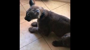 Катино счастье