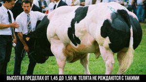 Мышцатые быки, которых будто бы накачали гормоном роста