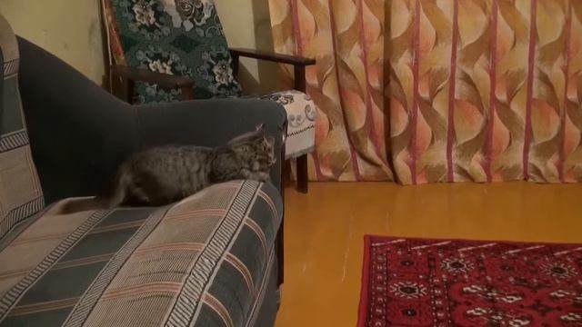 ДИСКО КОТ!