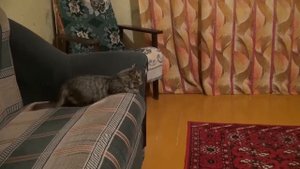 ДИСКО КОТ!