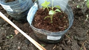 Молодой сад🌿 Цветущие лианы 🌺 Как у меня растут молодые саженцы клематиса из питомника!🌿