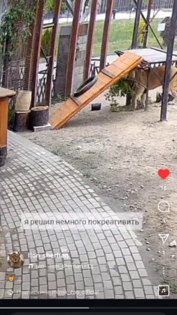 Минскзоо состояние счета на 23мая