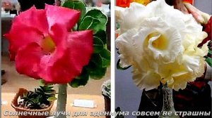 Санкт-Петербургский клуб кактусистов показывает. Ч.1