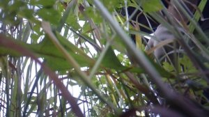 Прополка в огороде - вид с грядки