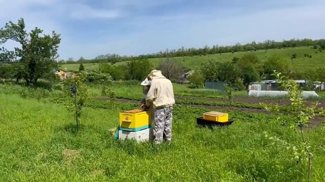 Типичный отдых на хуторе пашем, как рабы на галерах! Сходили на пасеку, спасаем сад!