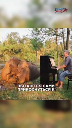 Он ИГРАЕТ на ХОБОТАХ!